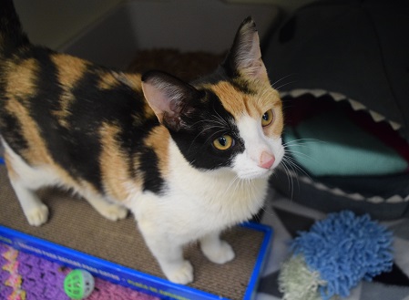Animal Cat Mammal Manx Pet